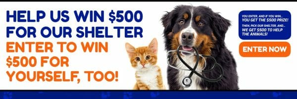 Animal Shelter Donations 1500x500-Twitter Cover Dog Kitten