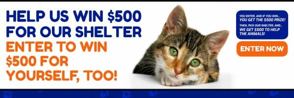Animal Shelter Donations 1500x500-Twitter Cover Kitten