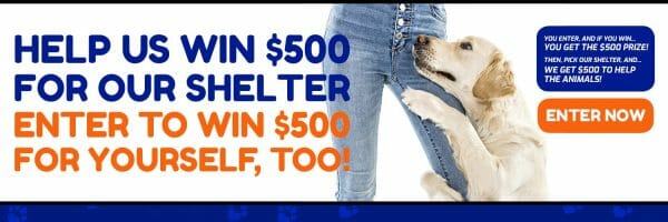 Animal Shelter Donations 1500x500-Twitter Cover Labrador
