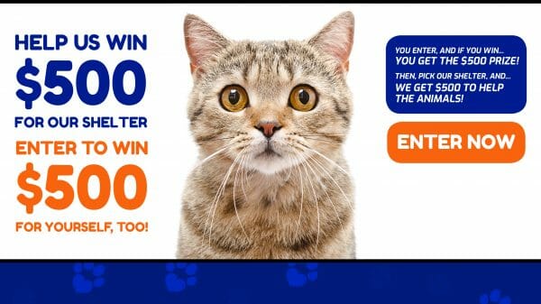 Animal Shelter Donations 2561x1440-YouTube Cover Cat