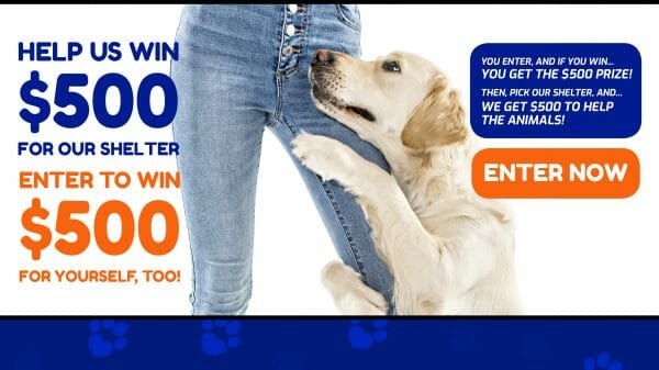 Animal Shelter Donations 2561x1440 YouTube Cover Dog
