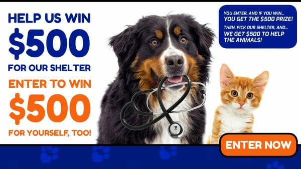 Animal Shelter Donations 2561x1440 YouTube Cover Dog Kitten