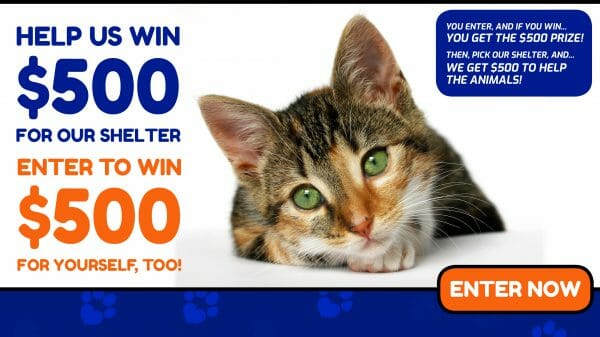 Animal Shelter Donations 2561x1440-YouTube Cover Kitten