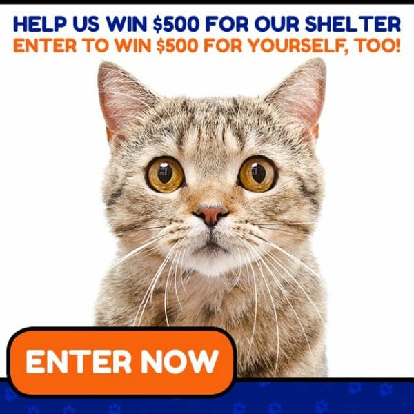 Animal Shelter Donations 640x640 Cats