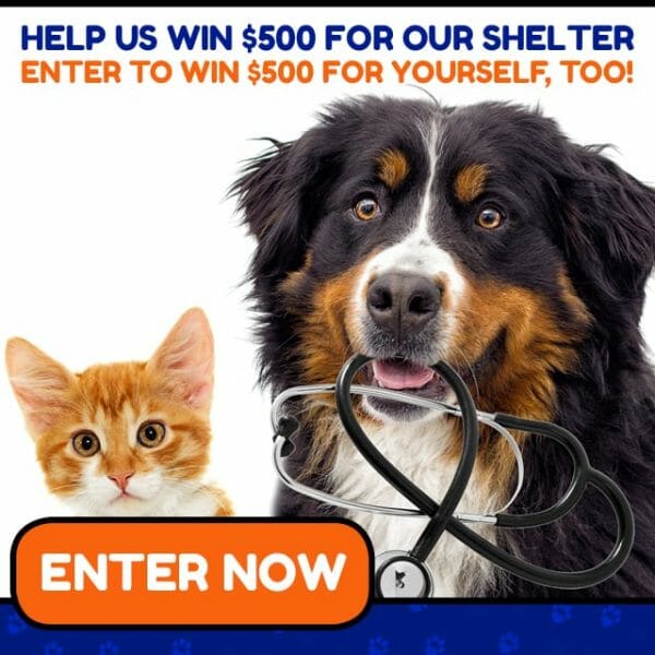 Animal Shelter Donations 640x640 Dog Kitten