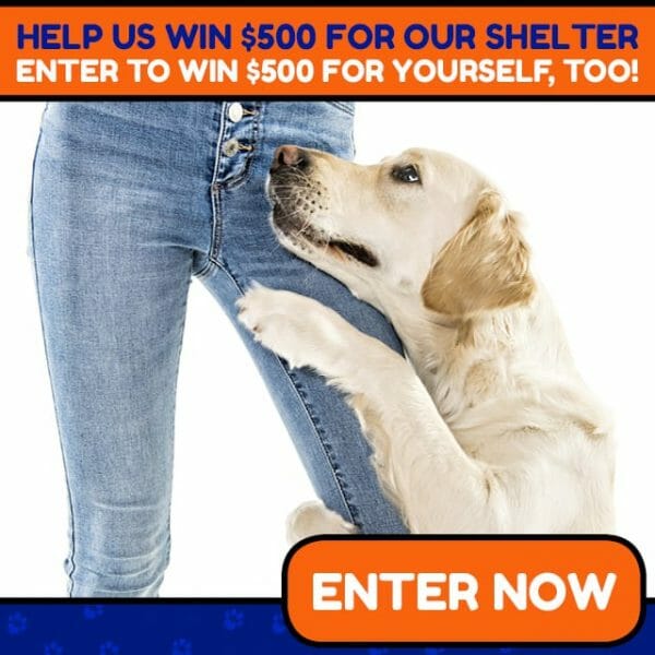 Animal Shelter Donations 640x640 Labrador Dog
