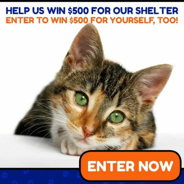 Animal Shelter Donations 640x640 kitten