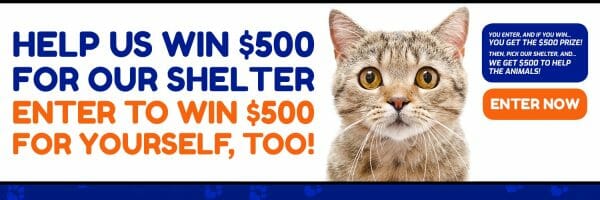 Animal Shelter Donations1500x 500 Twitter-Cat