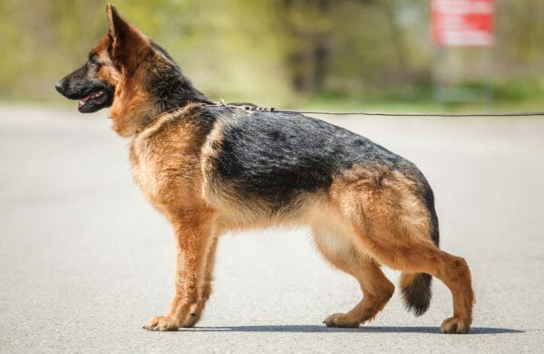 German shepherd shop hip dysplasia treatment