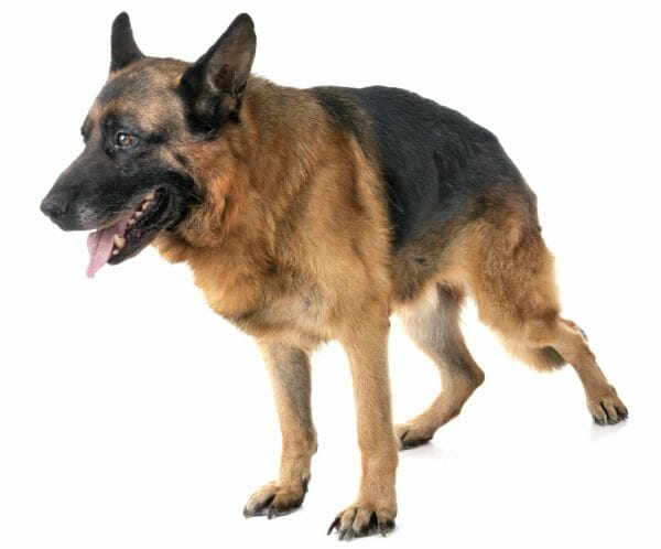 German Shepherd Hip Dysplasia Signs