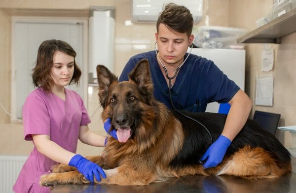German Shepherd Hip Dysplasia Treatment