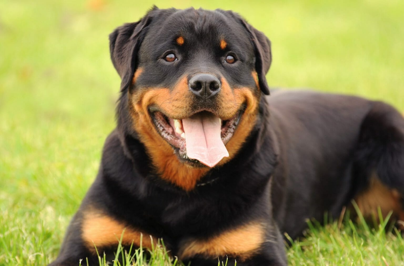 Rottweiler Breed Characteristics - Personality - Health - Temperament