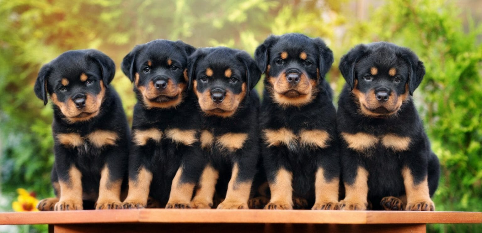 Rottweiler Breed Characteristics Personality Health Temperament