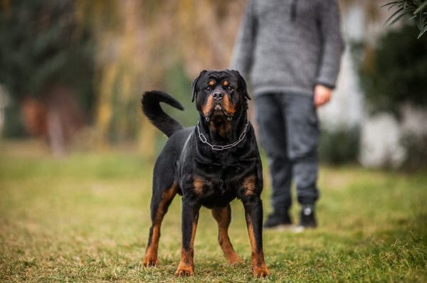 Rottweiler Temperament