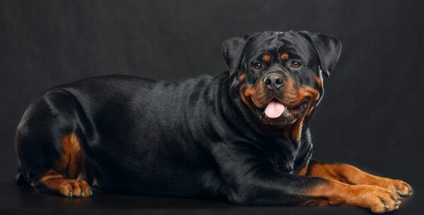 World's biggest 2024 rottweiler dog