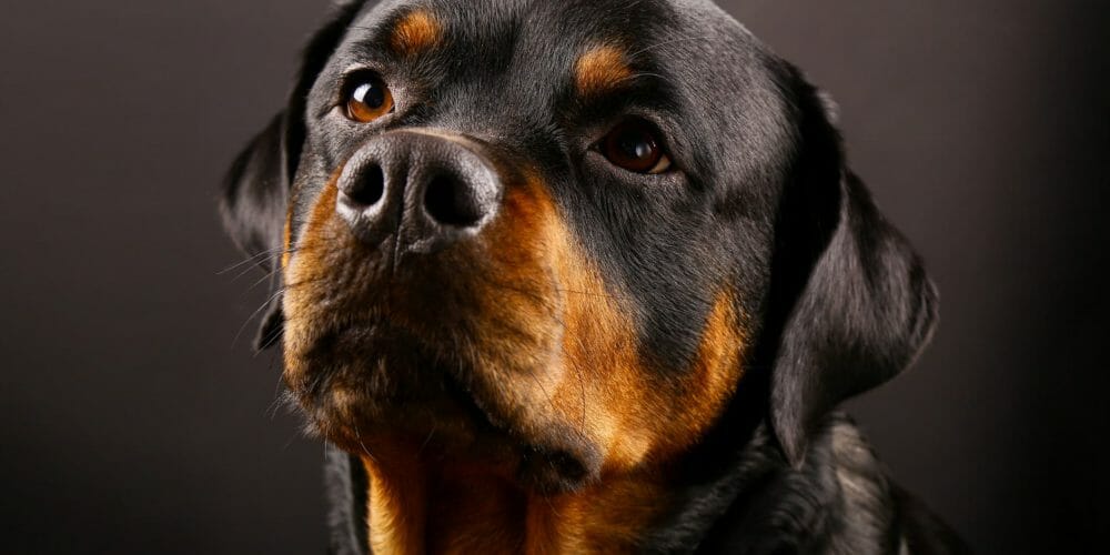 Rottweiler Dog Breed - Facts and Personality Traits