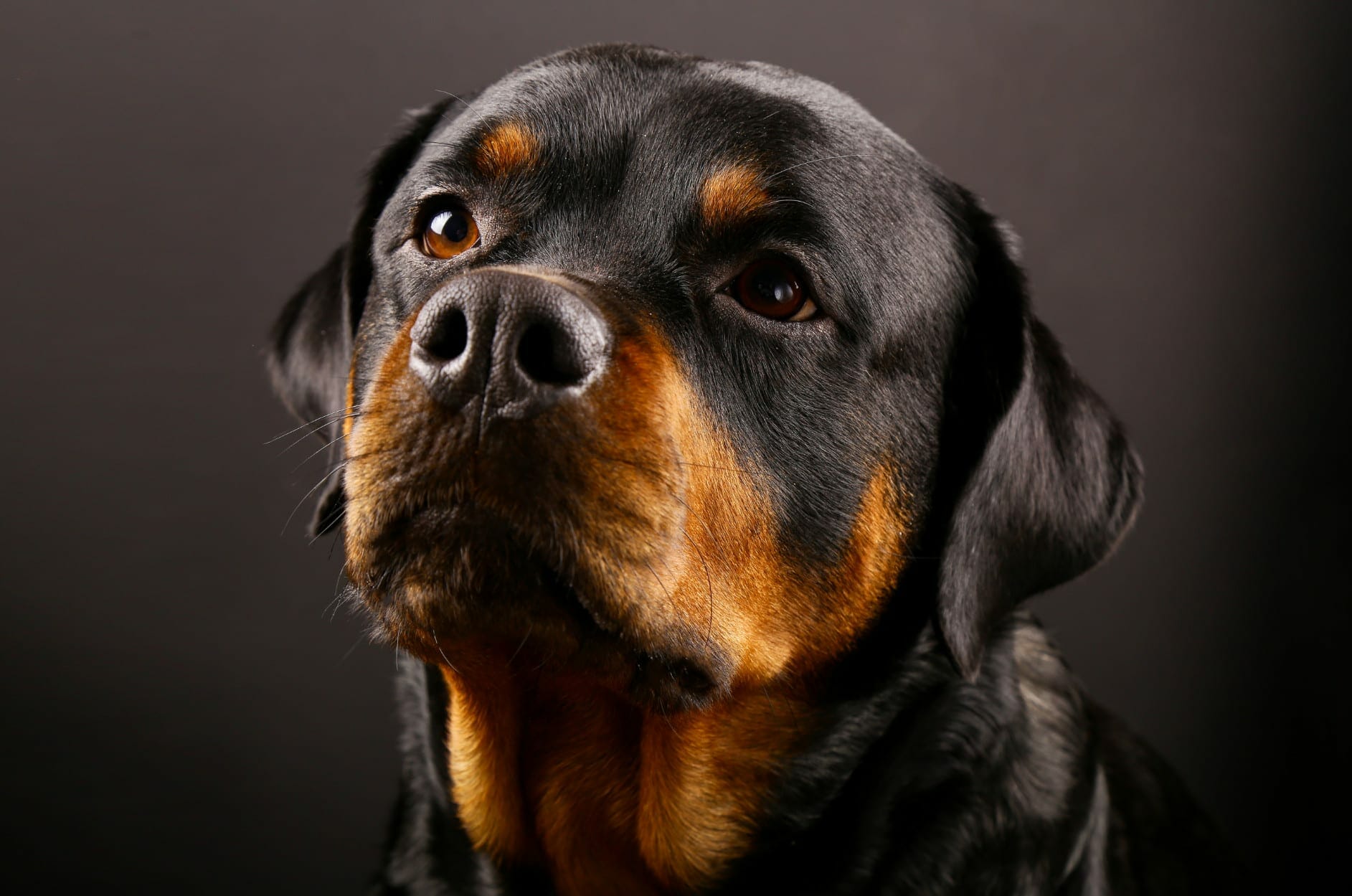 Rottweiler Breed Characteristics - Personality - Health - Temperament
