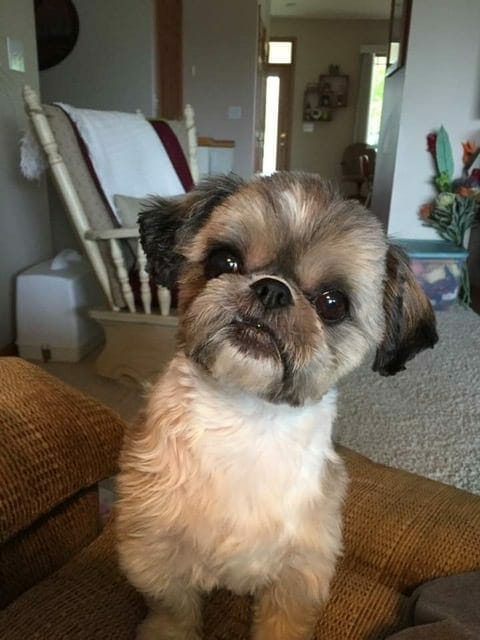 ZuZu BarkWiki Featured Pet Winner Contest Nov 2019