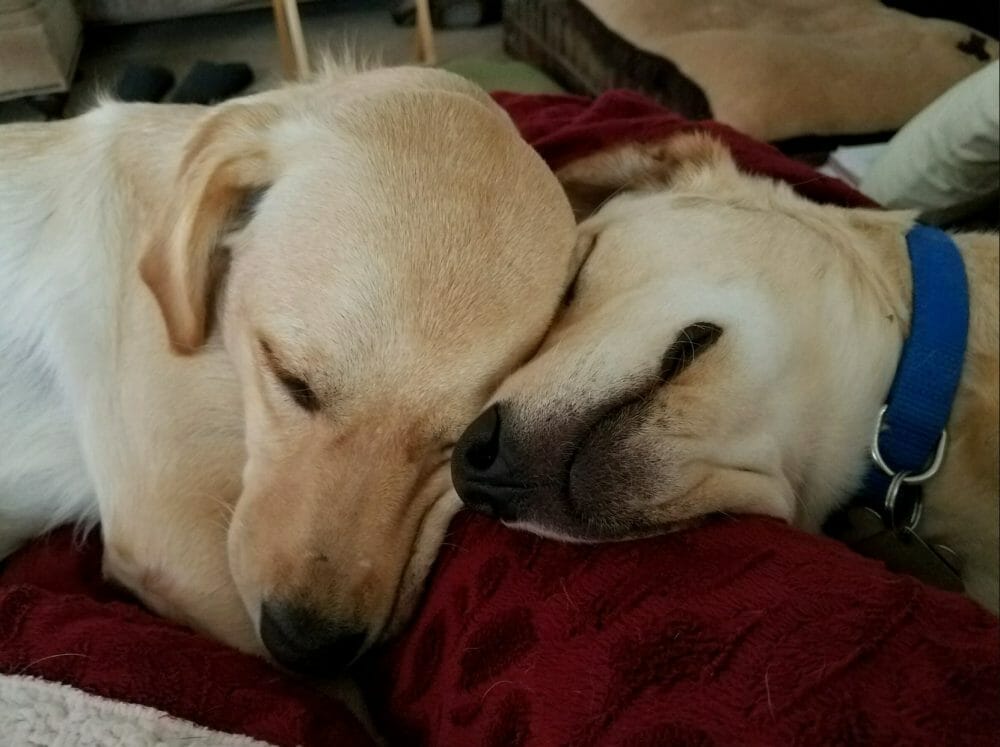 abby and elly barkwiki monthly featured pet winners december 2019