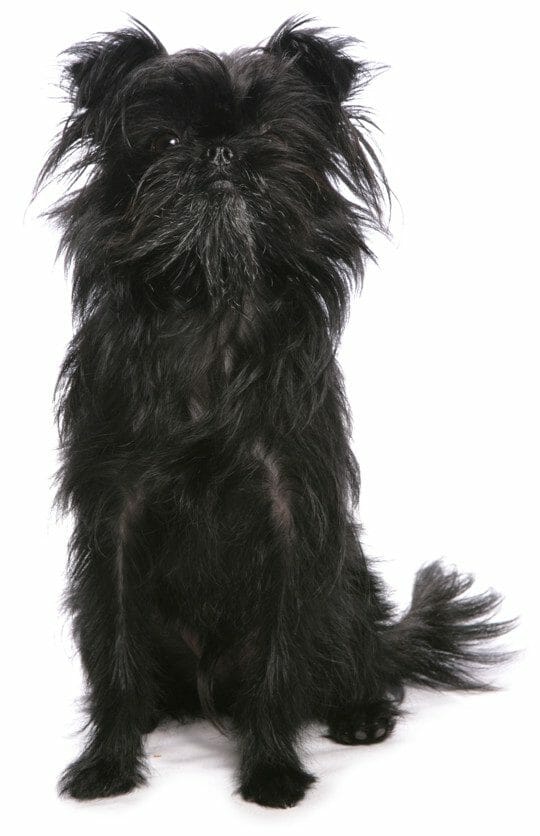 affenpinscher - most hypoallergenic dogs