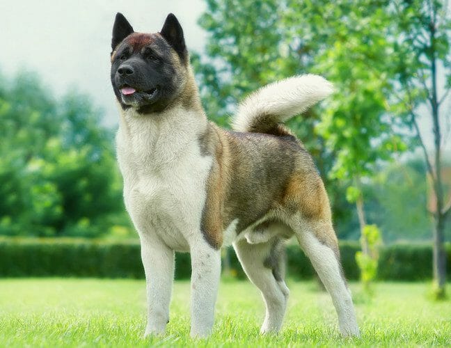 Akita dog breed sales temperament