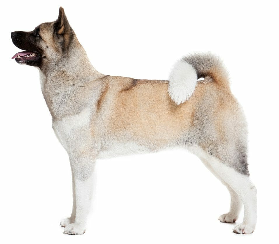 akita dog - akitas