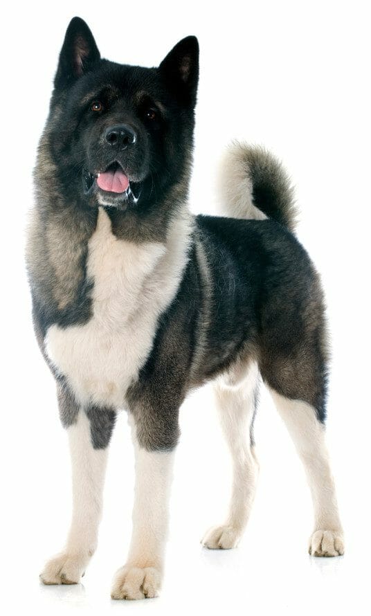 akita inu - akita dog breed