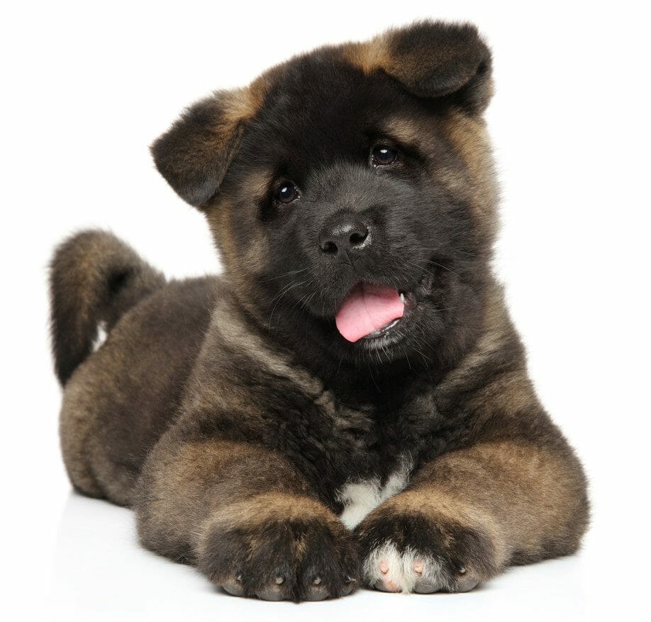 akita puppy - akita puppies