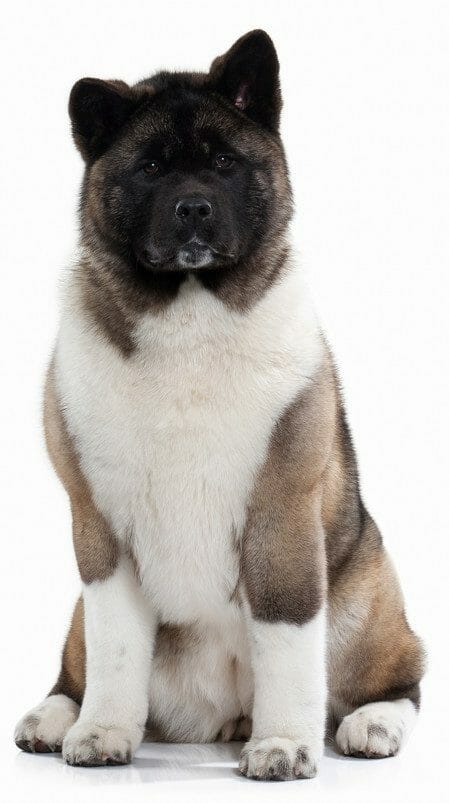 american akita - akita dog price