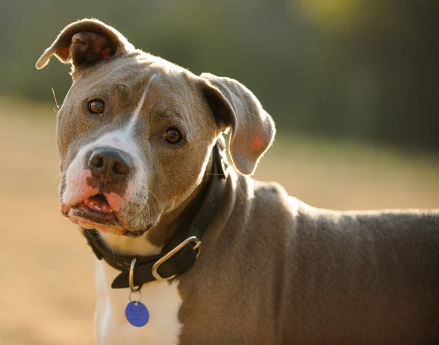 American Pit Bull Terrier Health and Care