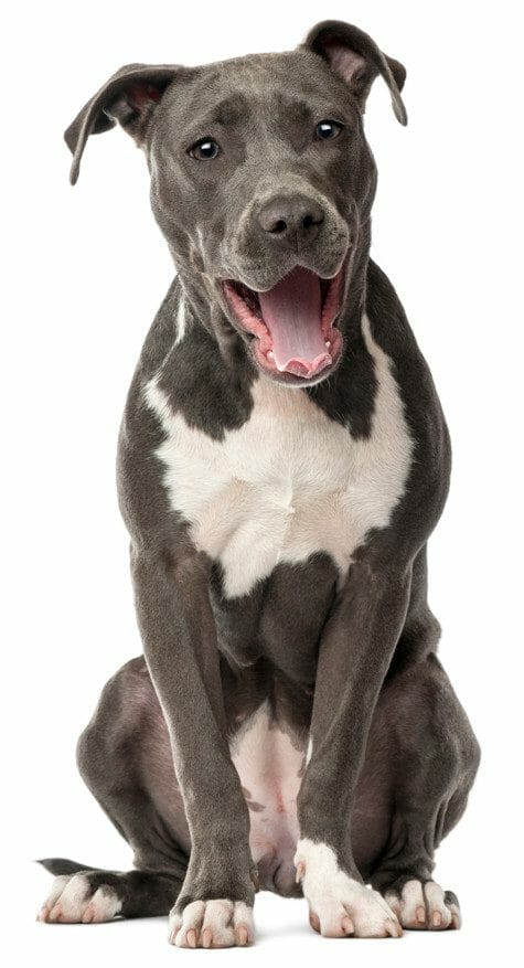 american staffordshire bull terrier - american staffordshire terrier blue