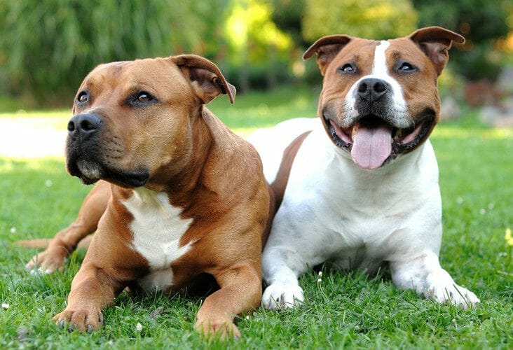 american staffordshire terrier - pitbull american staffordshire terrier