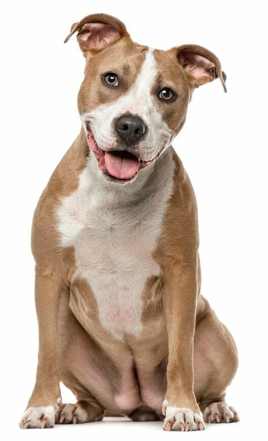 american staffordshire terrier vs pit bull - american terrier staffordshire pitbull