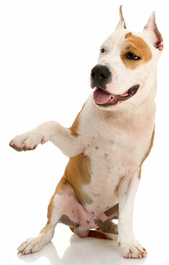 american staffordshire terrier vs pitbull - american staffordshire terrier temperament