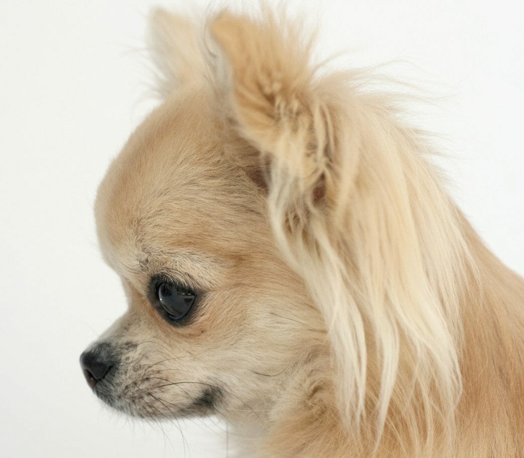 Long haired hot sale apple chihuahua