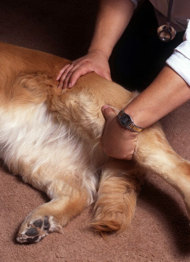 arthritis in dogs legs - best treatment for arthritis in dogs