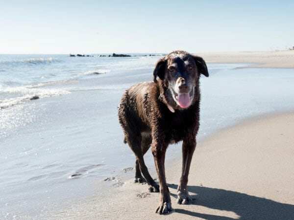arthritis in dogs - severe arthritis in dogs