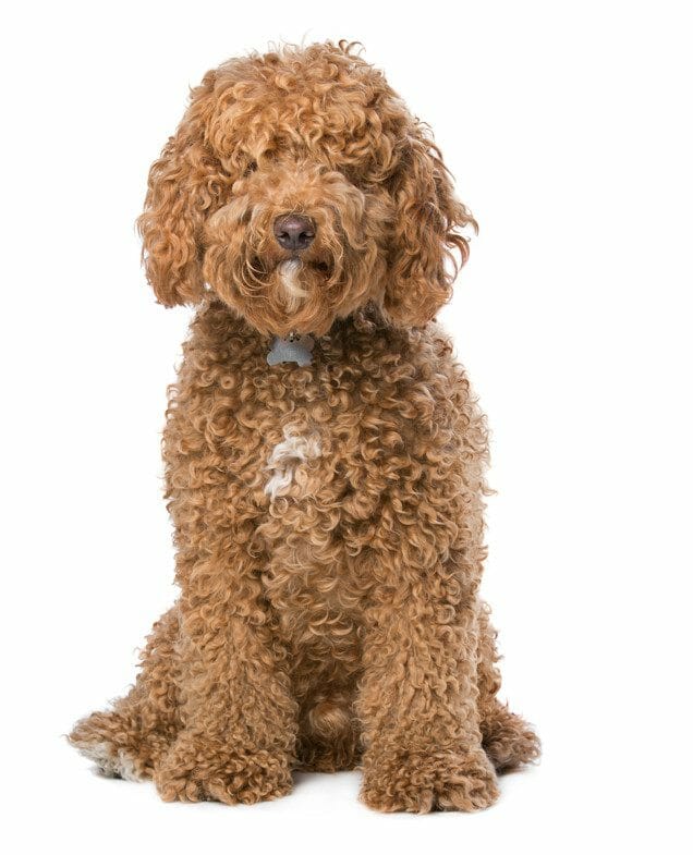 australian labradoodle - mini australian labradoodle