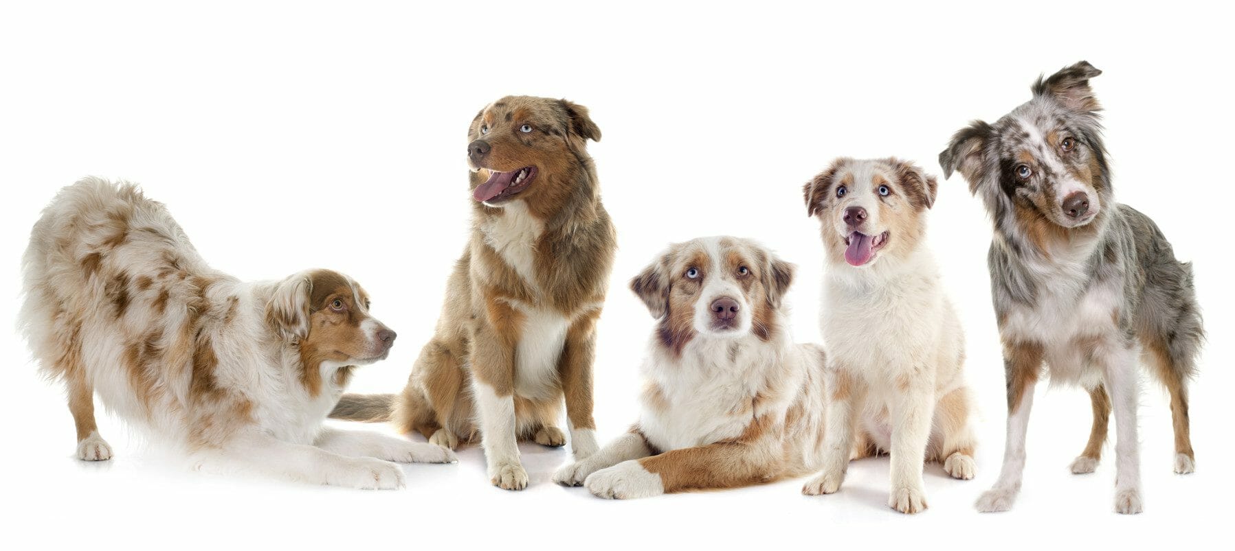 australian shepherd colors - brown and white australian shepherd