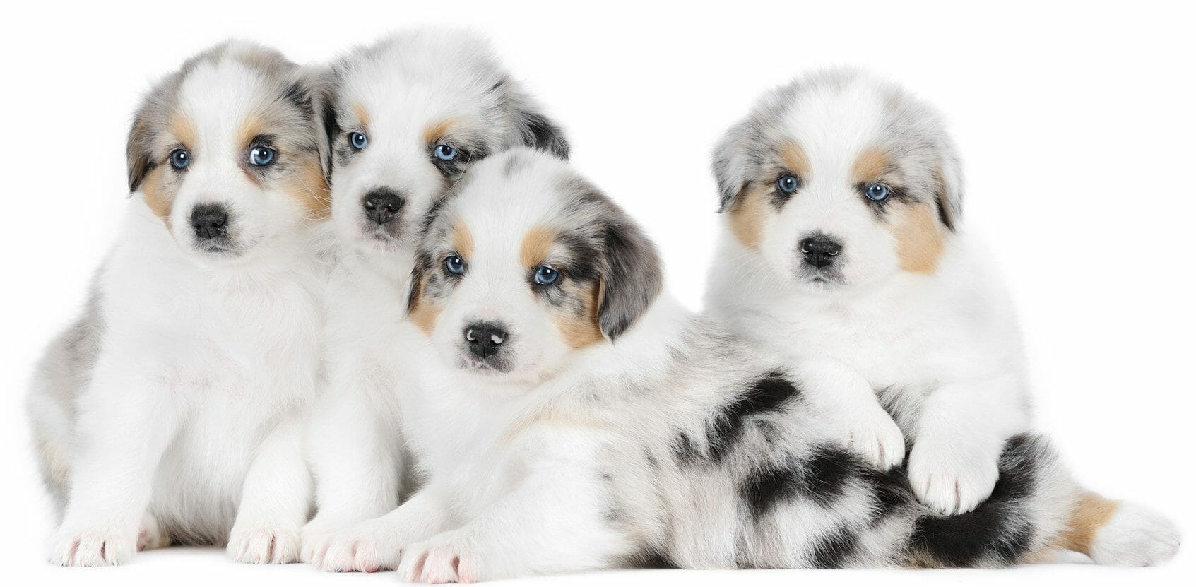 australian shepherd puppy - australian shepherd puppies