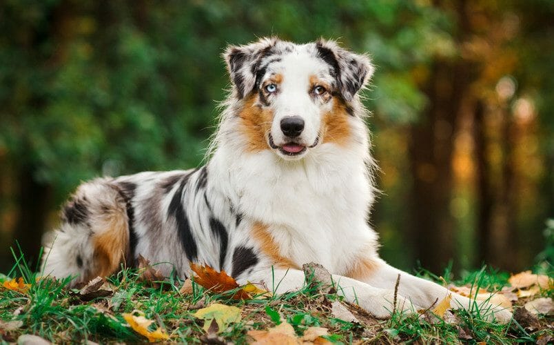 Find Australian Shepherd stuffed animals, facts and information in The  Kennel.