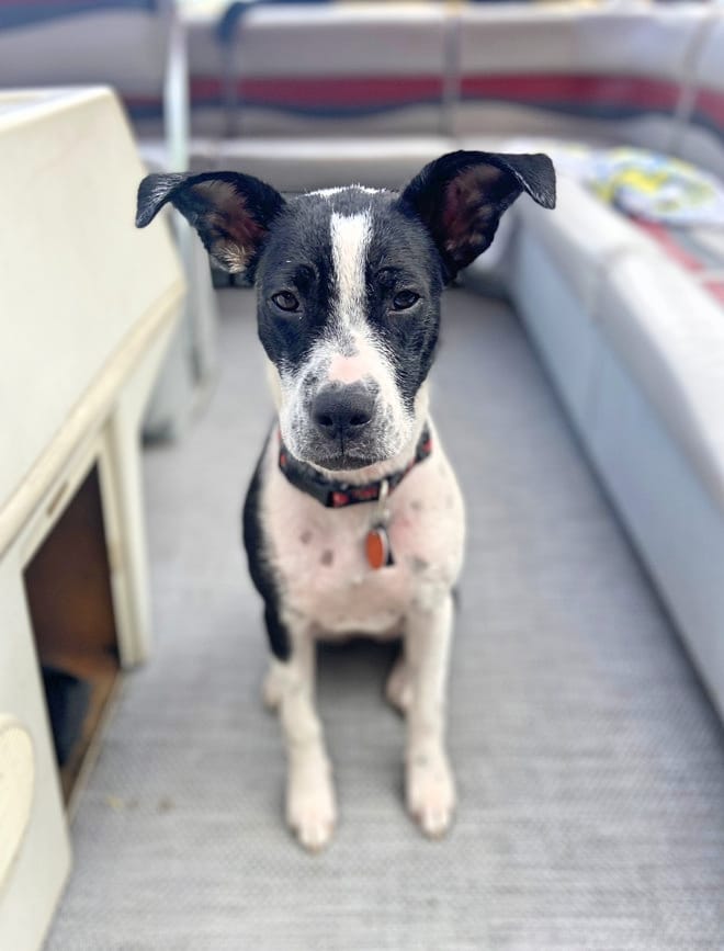 barkwiki cute dog photo contest winner ruby boxer mix rescue september 2023