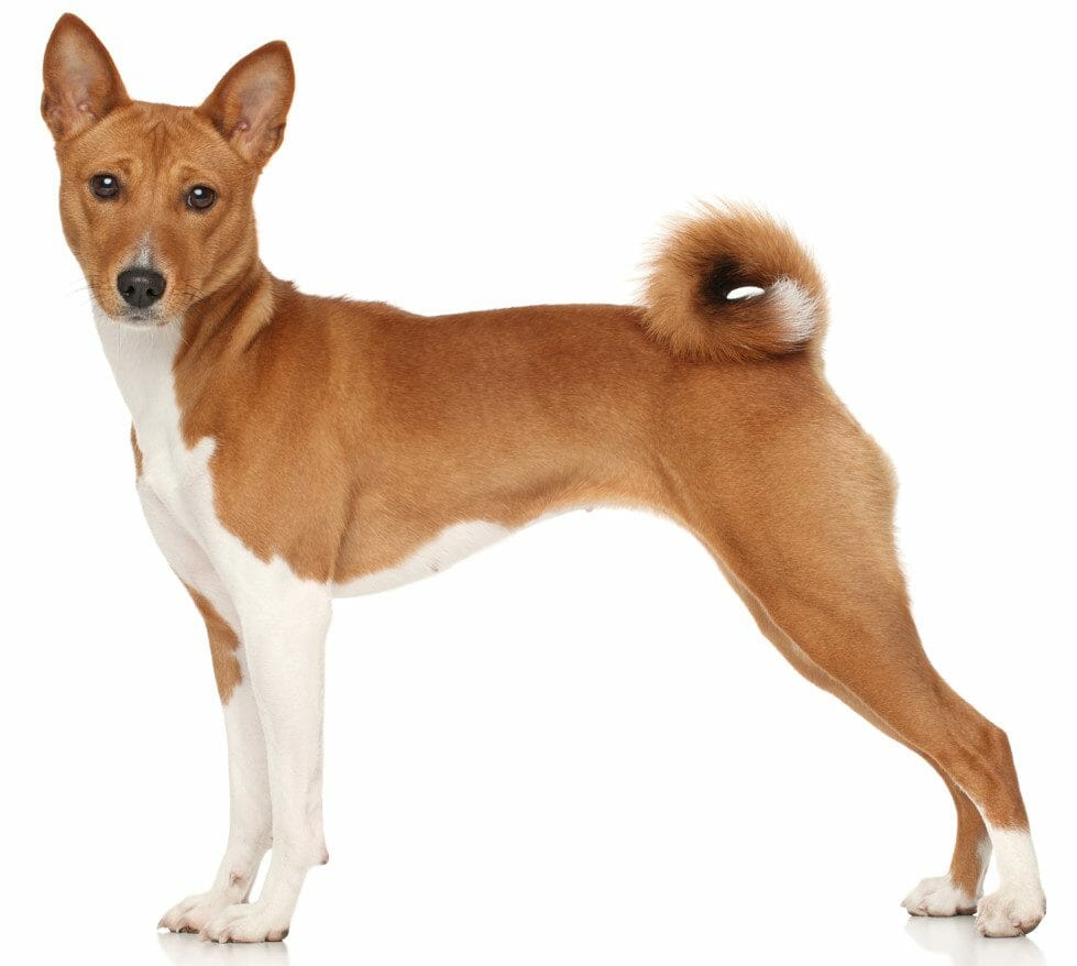 basenji - basenji dog