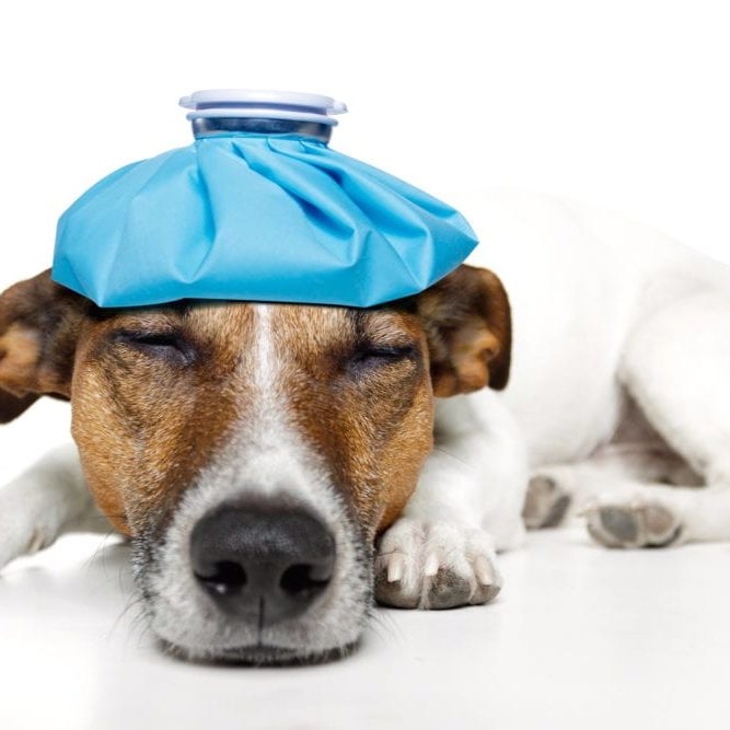 dog with ice pack on head