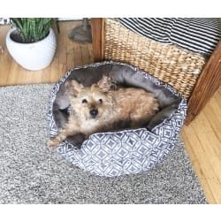 barkwiki cute dog contest winner benji yorkshire terrier november 2023