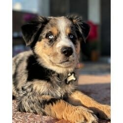 barkwiki cute dog contest winner riot australian shepherd august 2023