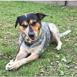 barkwiki cute dog photo contest winner philip beagle october 2023