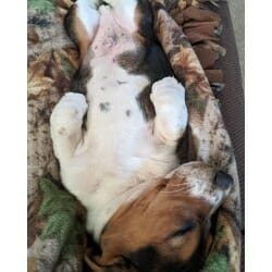 barkwiki cute dog photo contest winner snoop basset hound july 2023