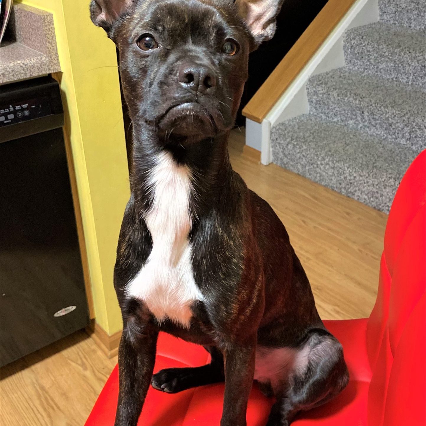 cute dog photo contest winner batman chihuahua boston terrier mix august 2021