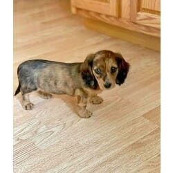 cute dog photo contest winner cookie dachshund feb 2023